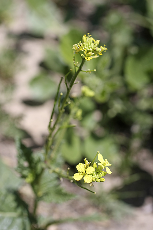 Image of Sinapis arvensis specimen.