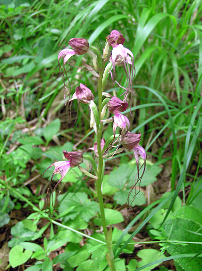 Изображение особи Himantoglossum comperianum.