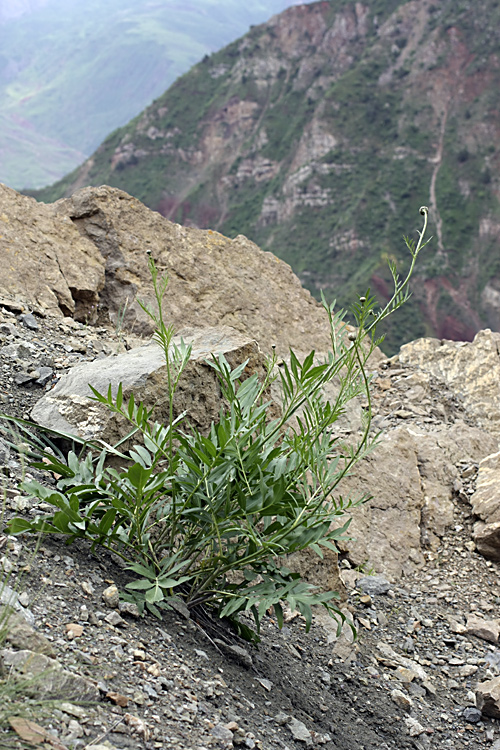 Изображение особи Rhaponticoides gontscharovii.