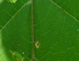 Arctium tomentosum. Часть листа (верхняя сторона). Ростовская обл., Куйбышевский р-н, окр. с. Лысогорка, на берегу реки. 17.07.2011.