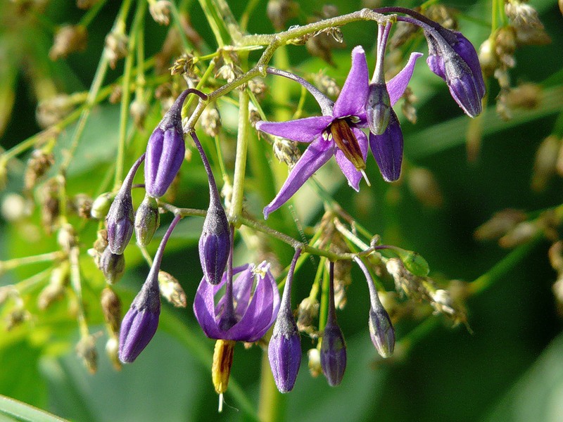 Image of Solanum dulcamara specimen.