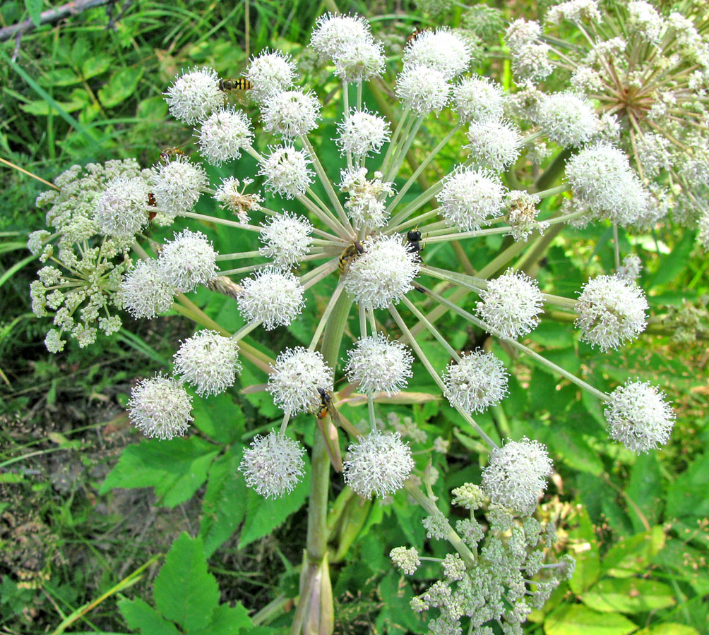 Изображение особи Angelica sylvestris.