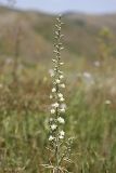 Delphinium pavlovii. Верхушка цветущего растения. Южный Казахстан, Верхний Боролдай, ущ. Карасай, восточный гребень. 30.06.2011.