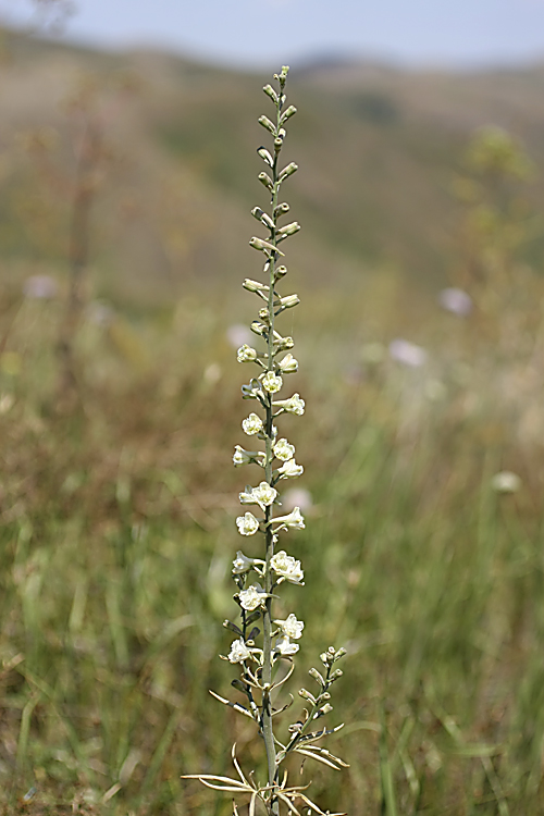 Image of Delphinium pavlovii specimen.