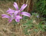 Malva erecta