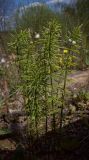 Equisetum pratense