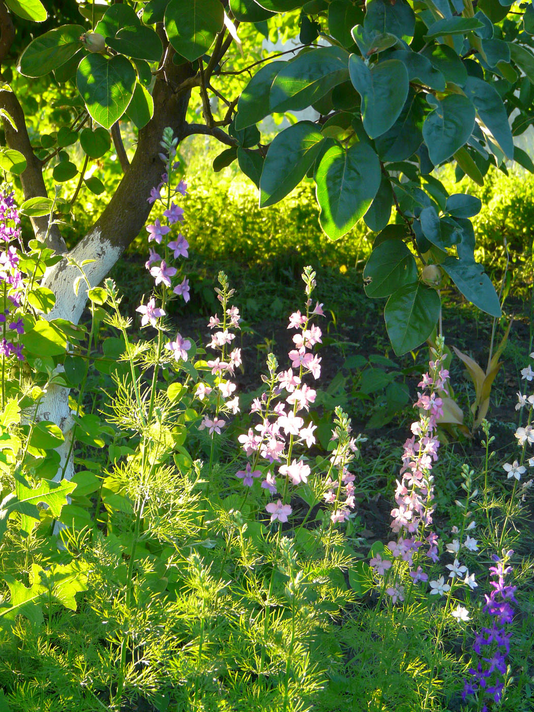 Изображение особи Delphinium ajacis.