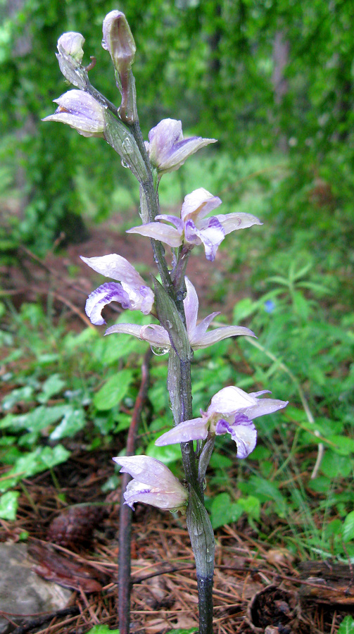 Image of Limodorum abortivum specimen.