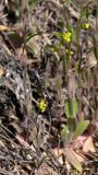 Draba nemorosa