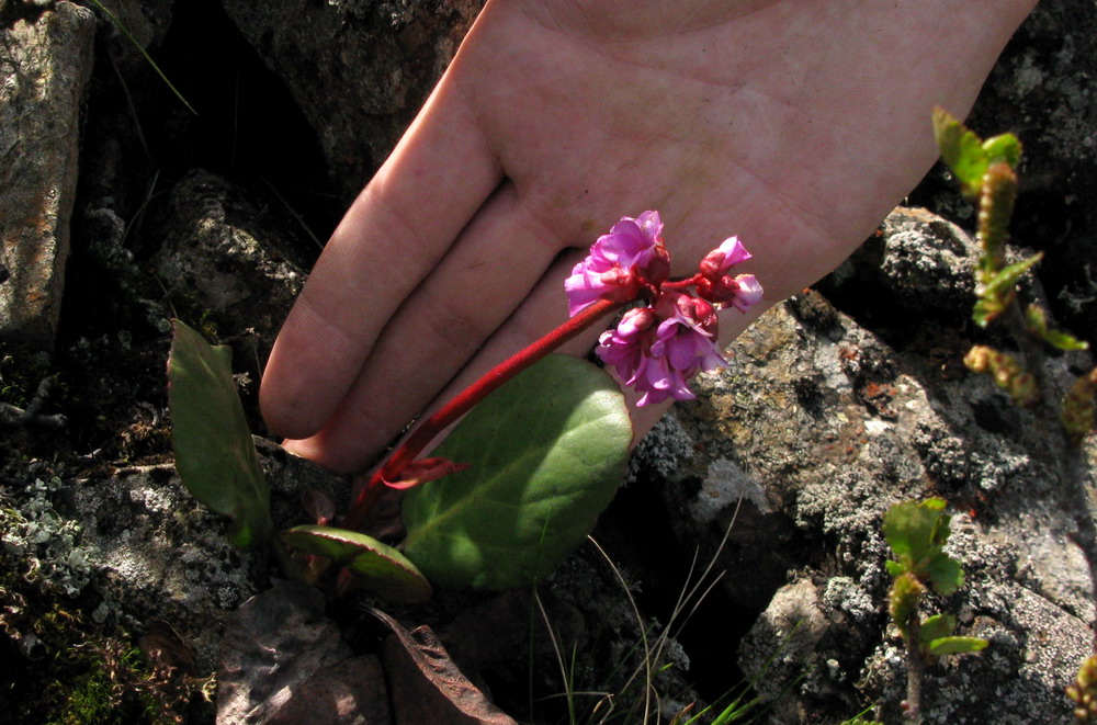 Image of Bergenia crassifolia specimen.