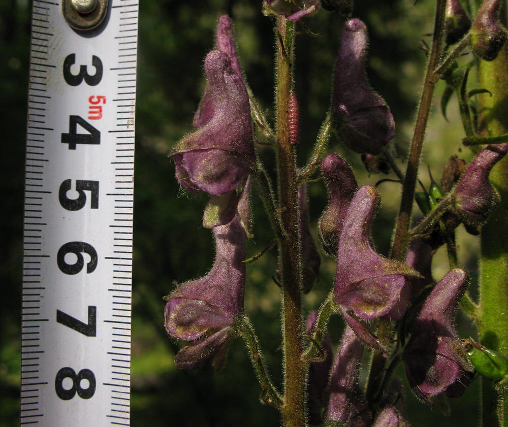 Image of Aconitum bujbense specimen.