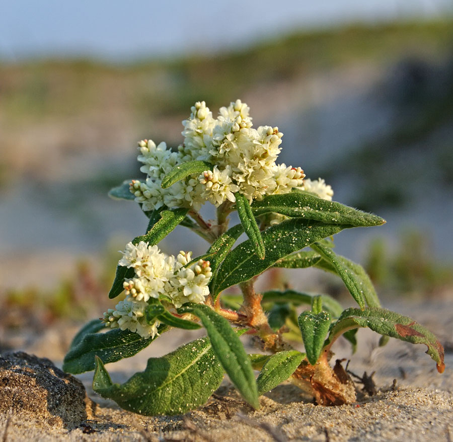 Изображение особи Aconogonon ajanense.