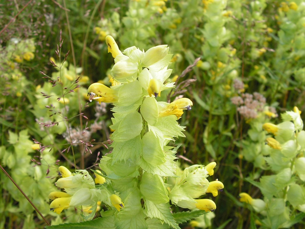 Изображение особи род Rhinanthus.