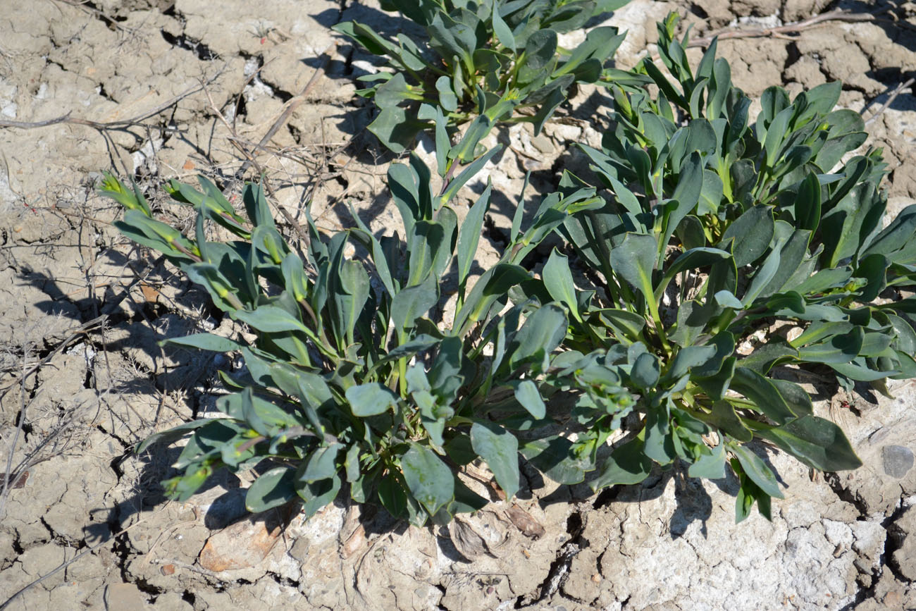 Image of Lepidium cartilagineum specimen.