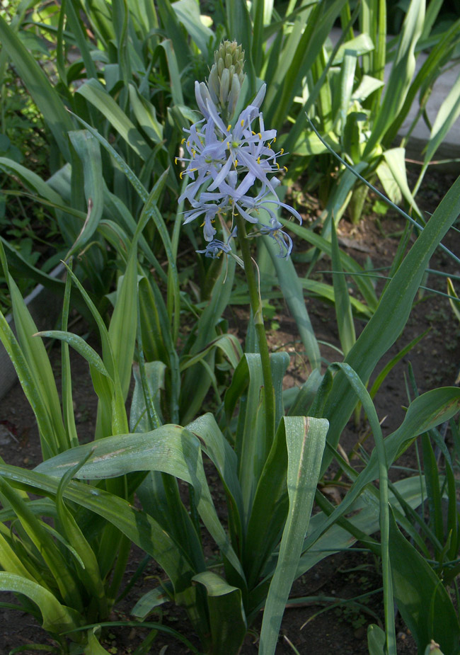 Image of Camassia quamash specimen.