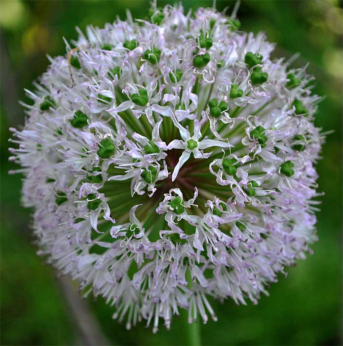 Изображение особи Allium grande.