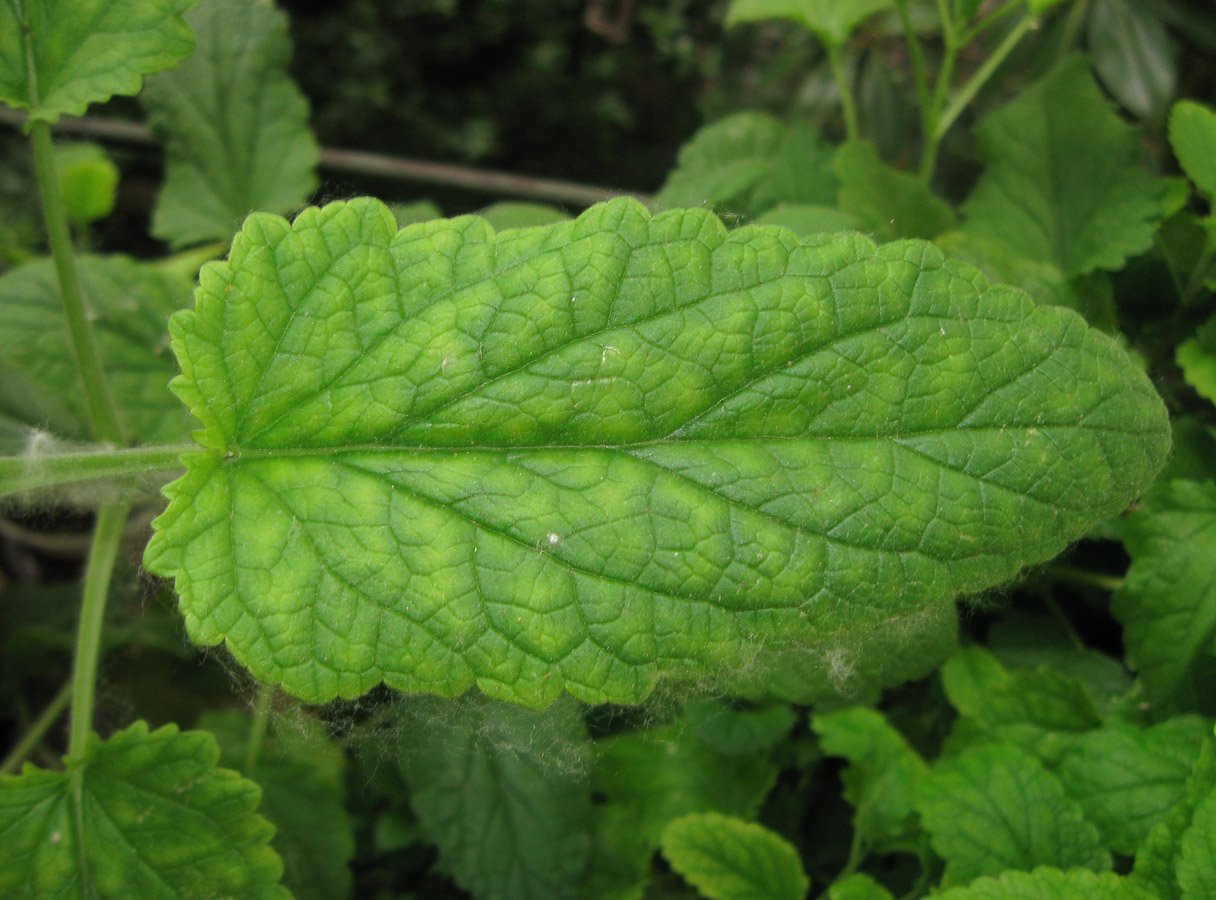 Изображение особи Scrophularia scopolii.