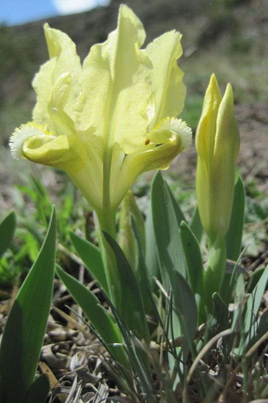 Image of Iris pumila specimen.