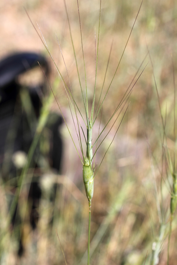 Изображение особи Aegilops triuncialis.