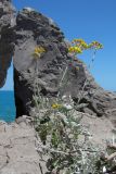 Senecio cineraria. Цветущее растение. Южный Берег Крыма, пос. Симеиз, гора Кошка. 20 июня 2012 г.