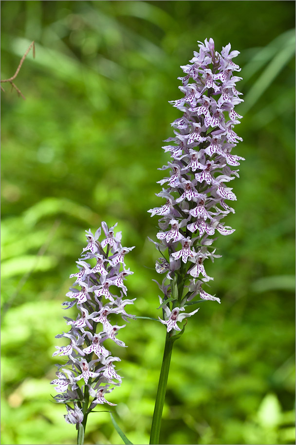 Image of Dactylorhiza fuchsii specimen.