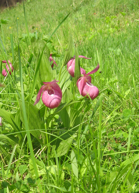 Image of Cypripedium macranthos specimen.