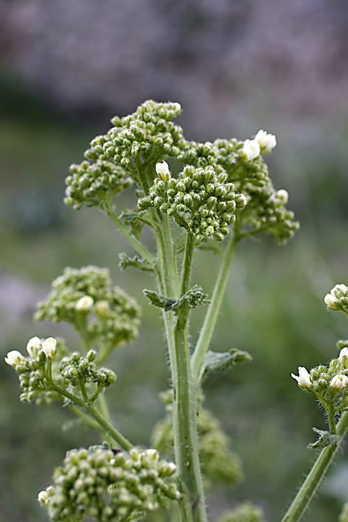 Image of Crambe kotschyana specimen.