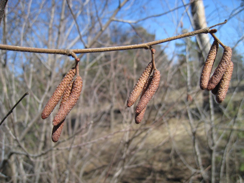 Изображение особи Corylus heterophylla.