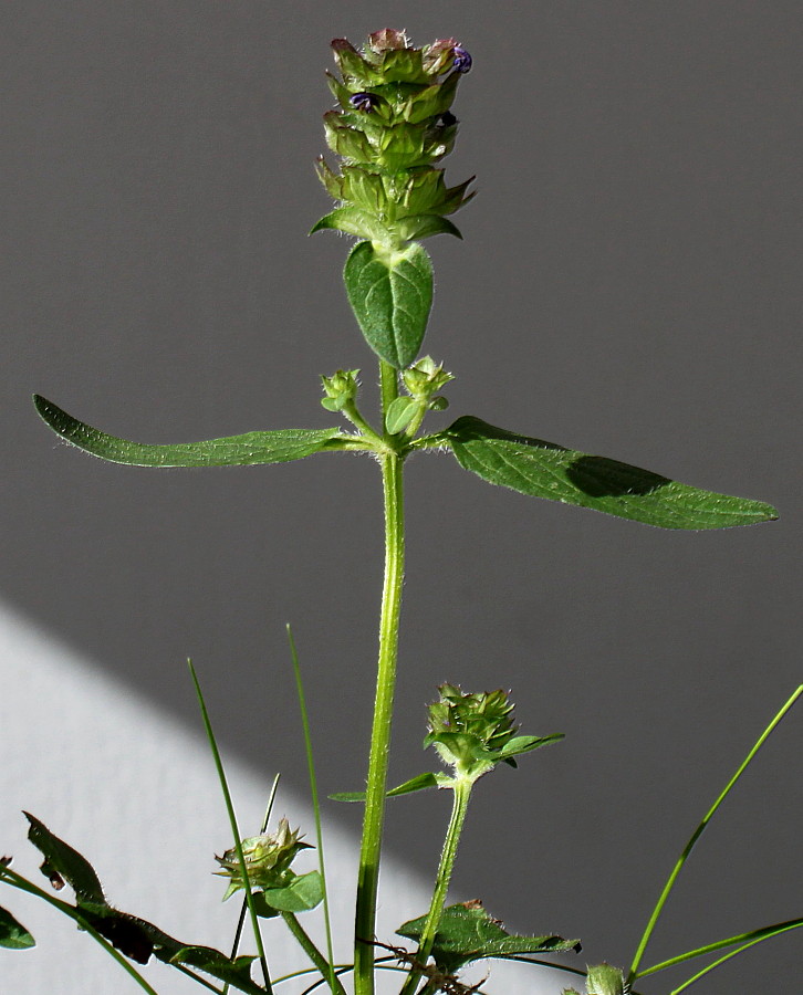 Image of Prunella vulgaris specimen.