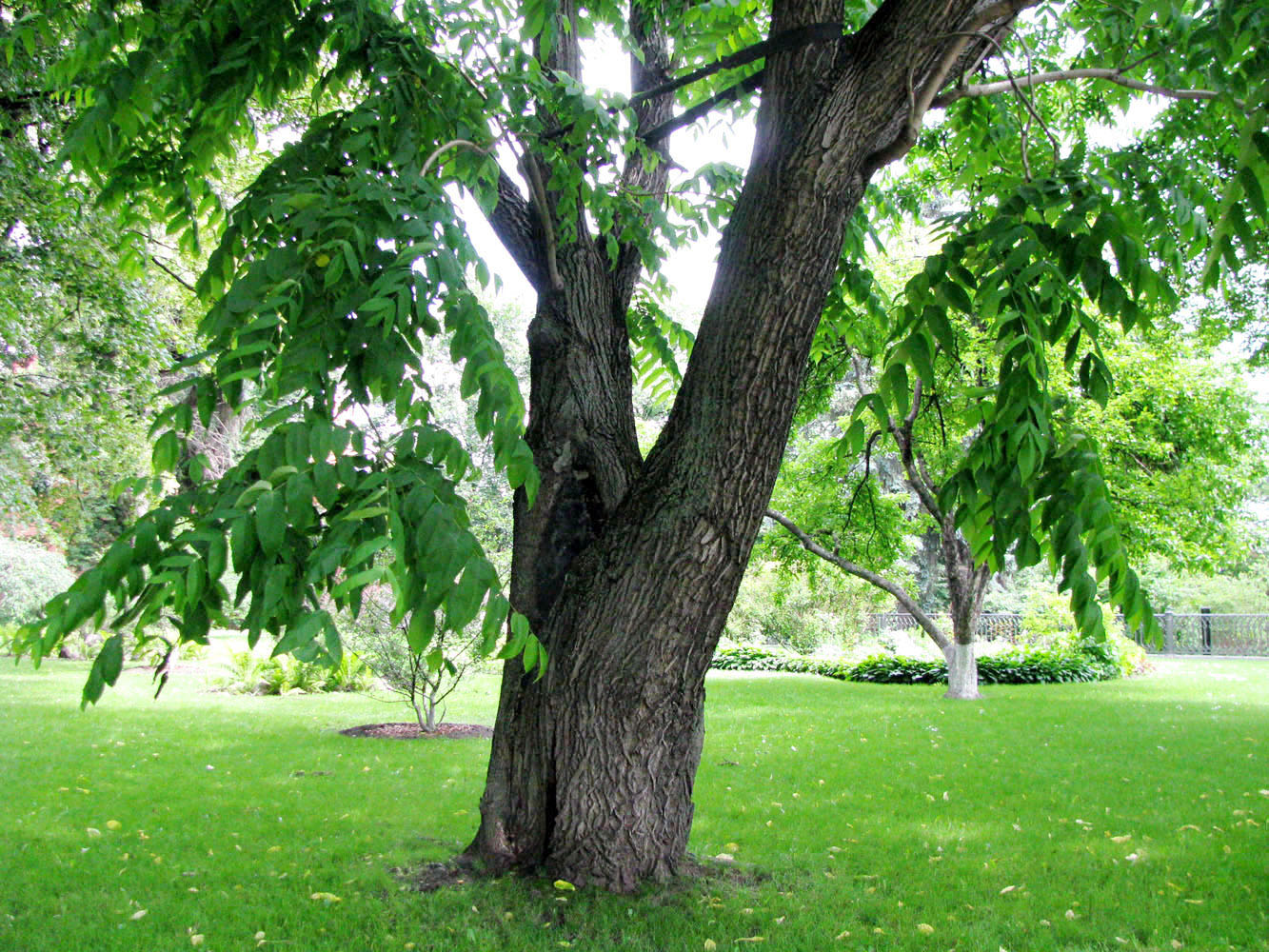 Юные деревья всех пород. Орех маньчжурский (Juglans mandshurica). Juglans mandshurica дерево. Маньчжурский орех Приморский край. Орех маньчжурский габитус.