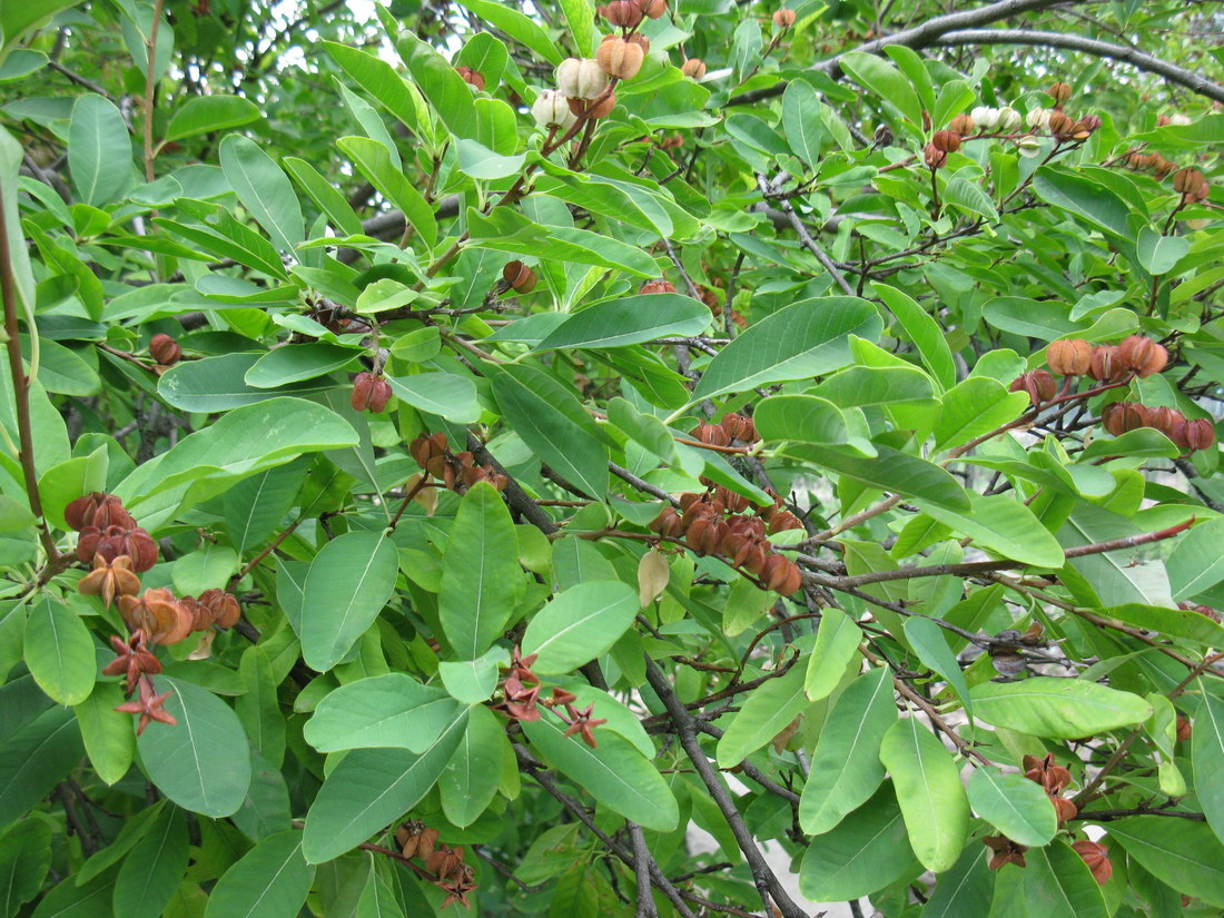 Image of Exochorda korolkowii specimen.