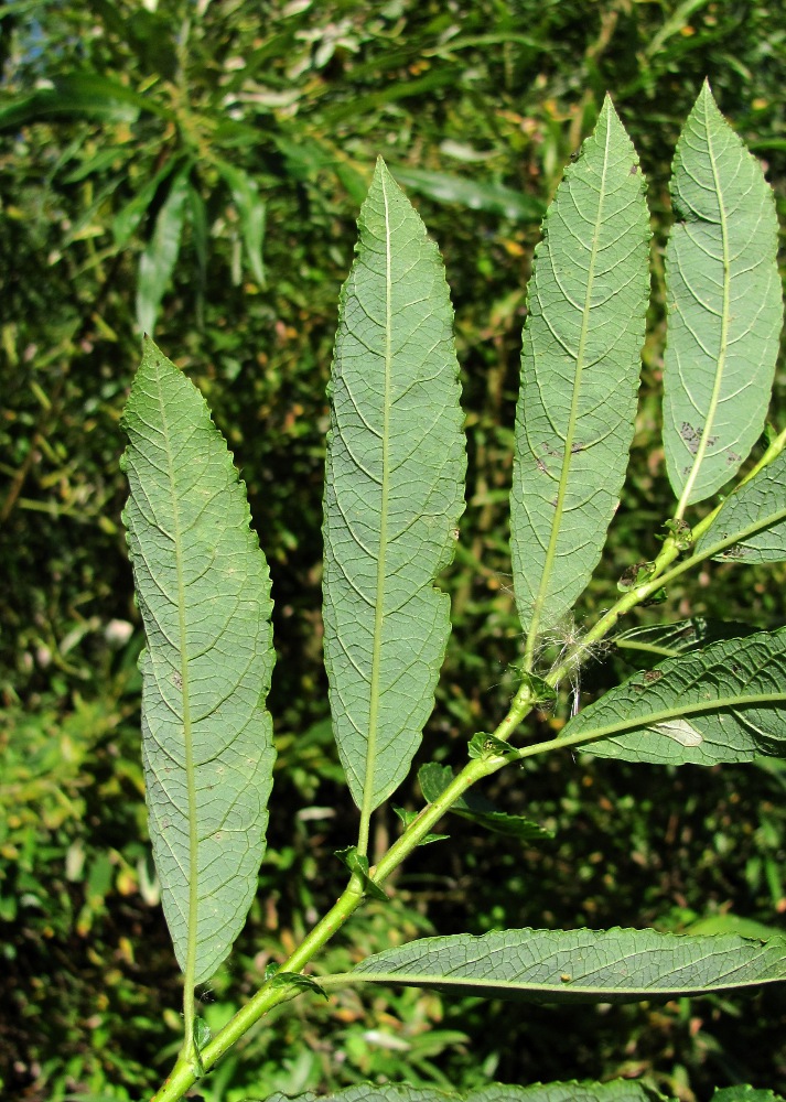 Image of Salix × tetrapla specimen.