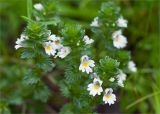 genus Euphrasia. Верхушка цветущего растения, побережье Белого моря. Мурманская обл., с. Княжая Губа.. 07.08.2012.