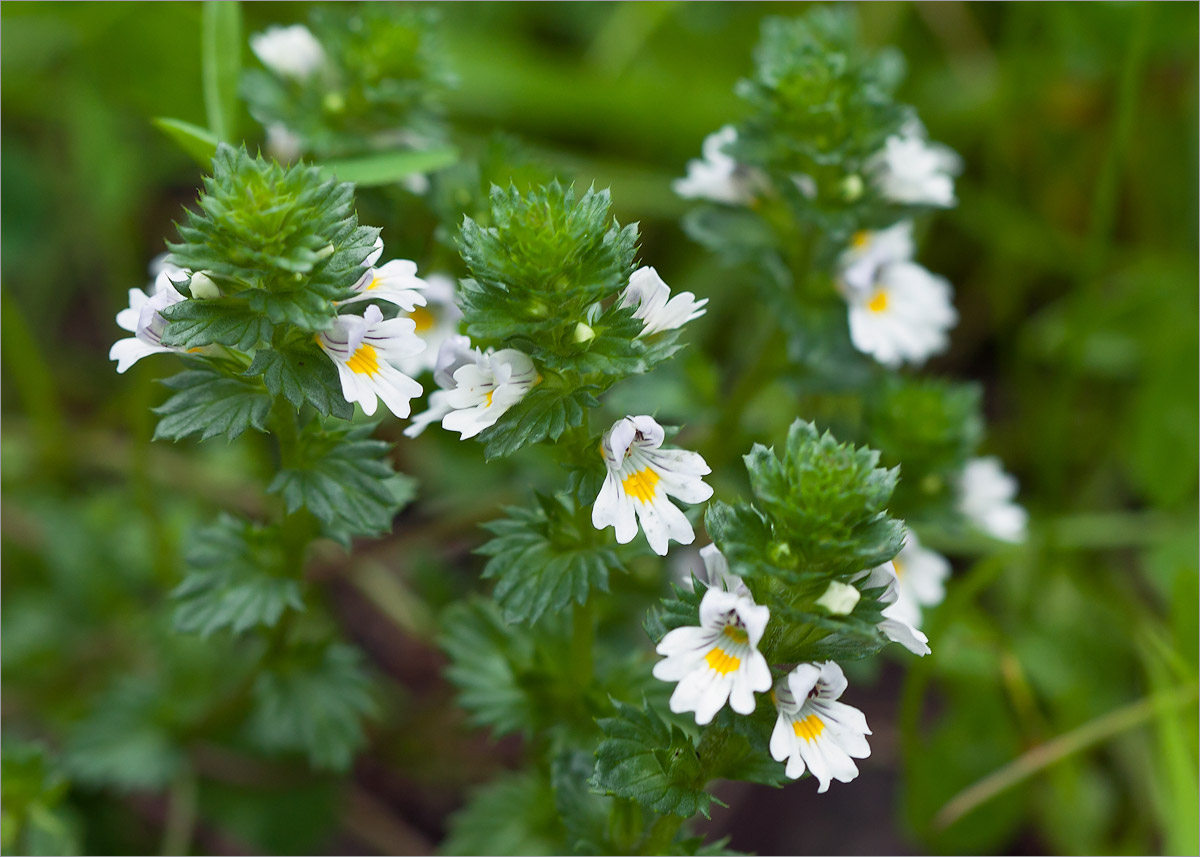 Изображение особи род Euphrasia.