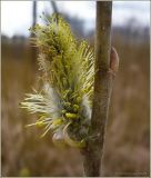 Salix cinerea