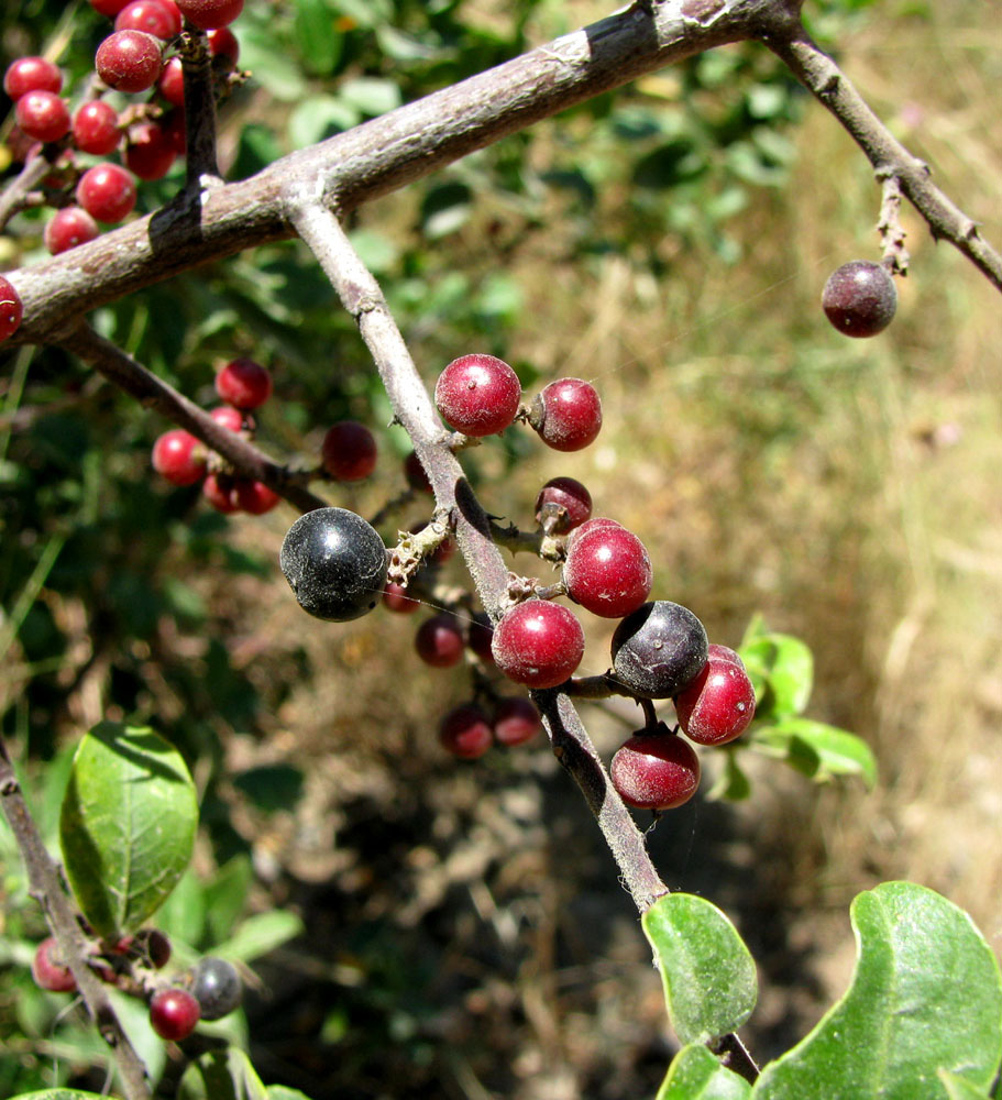 Image of Rhamnus alaternus specimen.