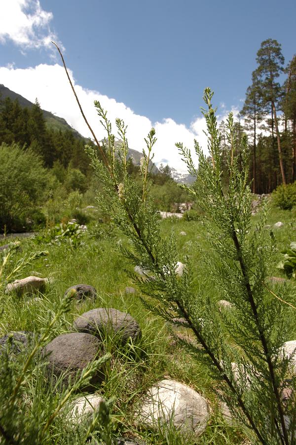 Изображение особи Myricaria bracteata.