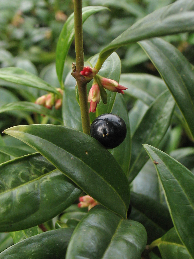 Image of Sarcococca hookeriana var. digyna specimen.