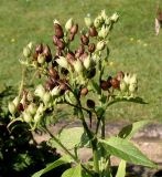 Nicotiana tabacum