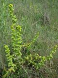 Euphorbia iberica