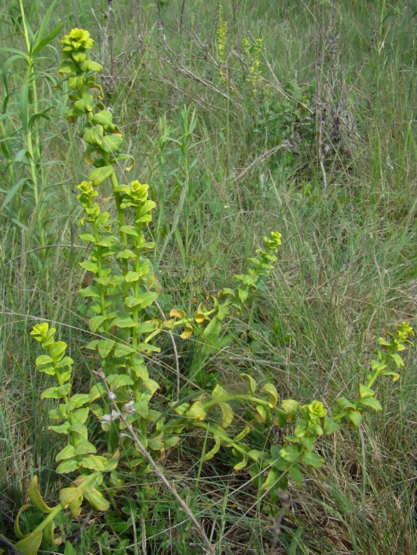 Изображение особи Euphorbia iberica.