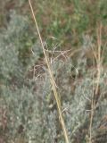 Stipa capillata