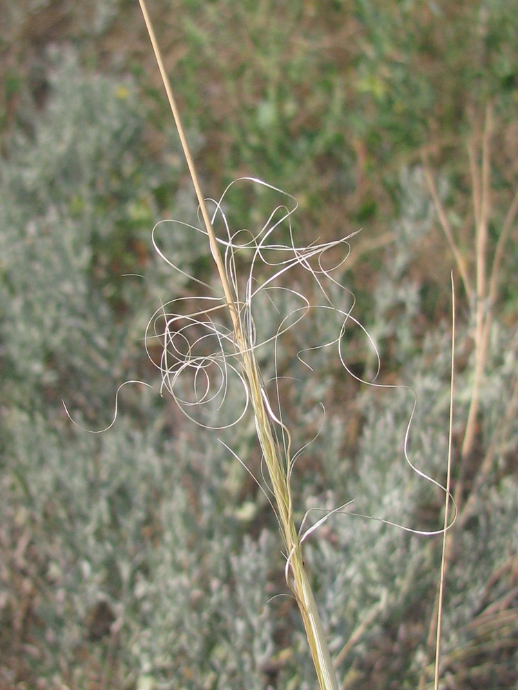 Image of Stipa capillata specimen.