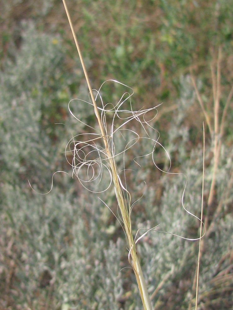 Изображение особи Stipa capillata.