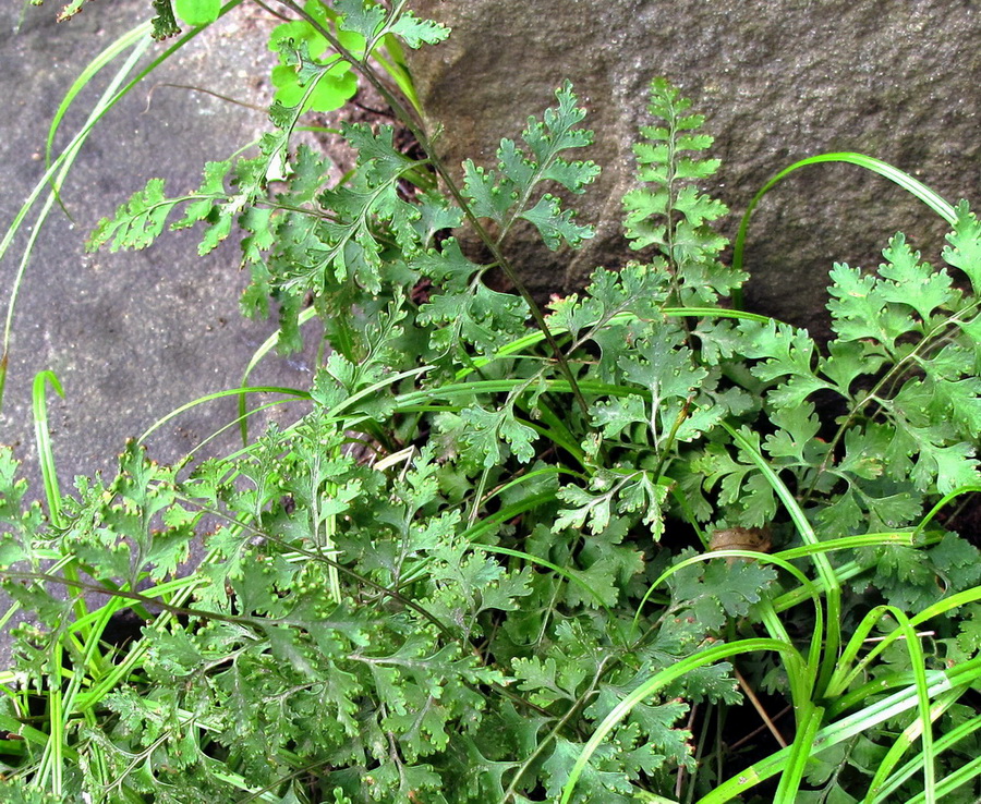 Image of Dennstaedtia wilfordii specimen.