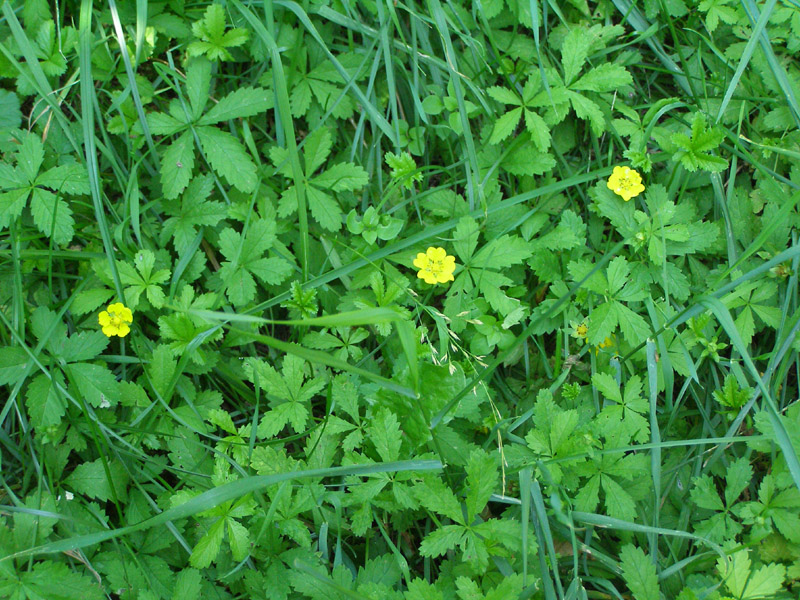 Изображение особи Potentilla reptans.