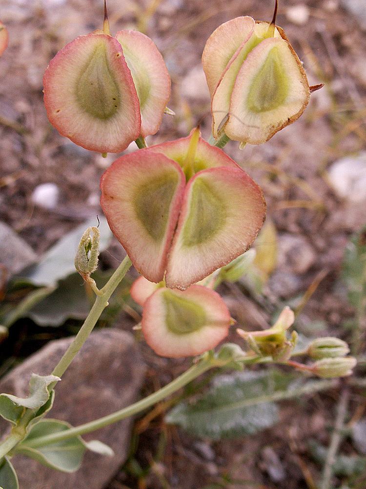 Изображение особи Rindera tetraspis.