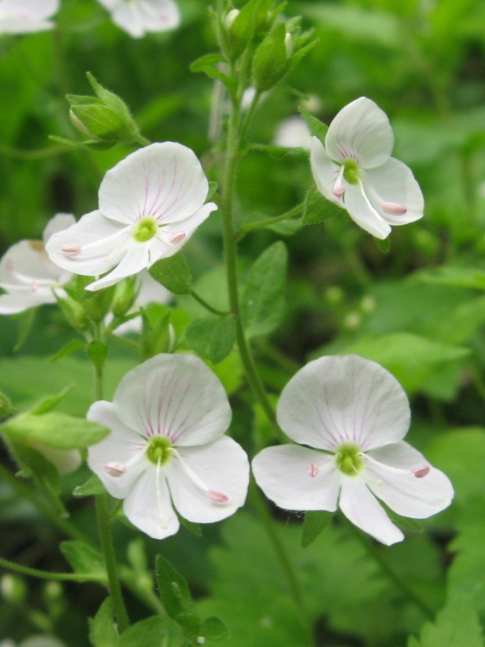 Изображение особи Veronica peduncularis.