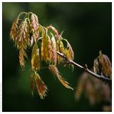 Quercus rubra. Распускающиеся листья. Республика Татарстан, дендрарий Волжско-Камского заповедника. 22.05.2009.