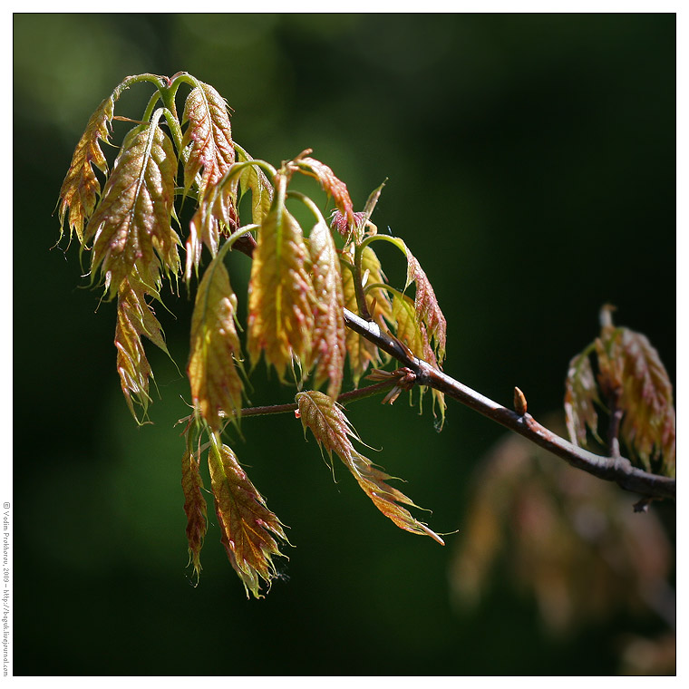 Изображение особи Quercus rubra.